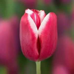 Тюльпан Lornah, 12+