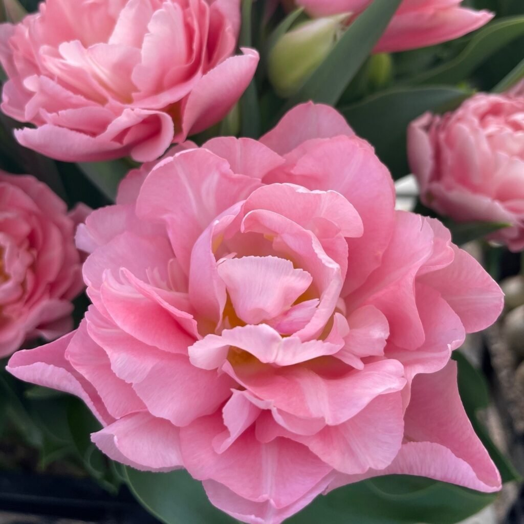 Набір тюльпан Dreamer, 3шт