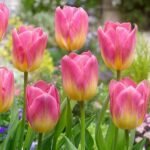 Набір тюльпан Tom Pouce, 3шт Набір тюльпан Tom Pouce, 3шт