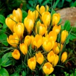 Крокус великоквітковий Golden Yellow, 1 шт