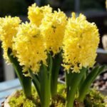 Гіацинт Yellow Stone