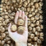 Крокус великоквітковий Flower Record 10+