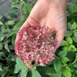 Гортензія деревовидна Pink Annabelle