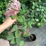 Гортензія деревовидна Pink Annabelle