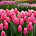 Тюльпан Milkshake