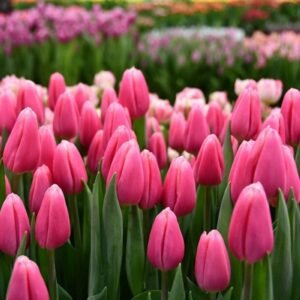 Тюльпан Milkshake