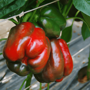 Перець Крусадер F1, 10шт