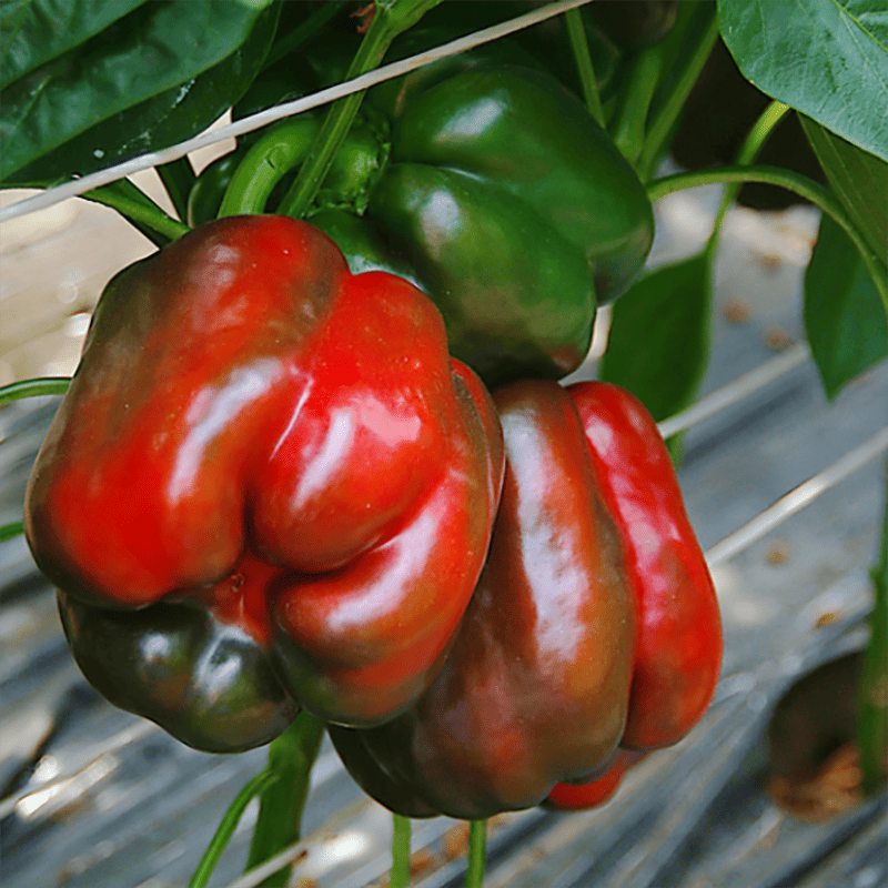 Перець Крусадер F1, 10шт