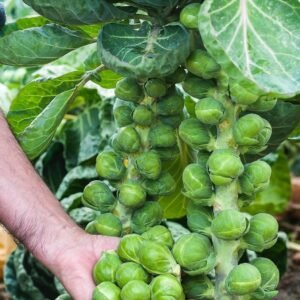 Капуста Абакус F1, 10шт