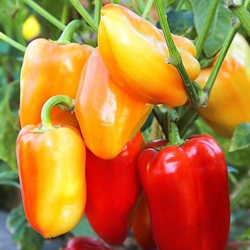 Перець Барбі F1, 10 шт