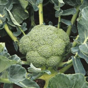 Броколі Баторі F1, 10шт Броколі Баторі F1, 10шт