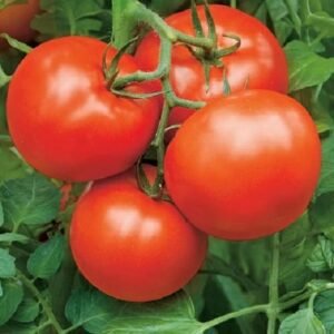 Помідор Бобкат F1, 10шт Помідор Бобкат F1, 10шт