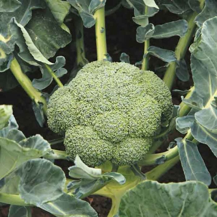 Броколі Баторі F1, 10шт