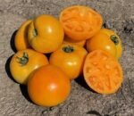 Томат Світ Сан F1, 10 шт