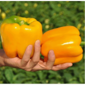 Перець Соланор F1, 10шт