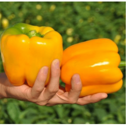 Перець Соланор F1, 10шт