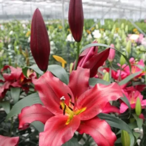 Лілія ОТ Lasting Love (22/24) Лілія ОТ Lasting Love (22/24)