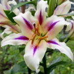 Лілія ОТ Nymph (18/20)