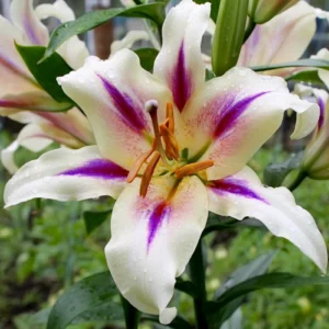 Лілія ОТ Nymph (18/20) Лілія ОТ Nymph (18/20)