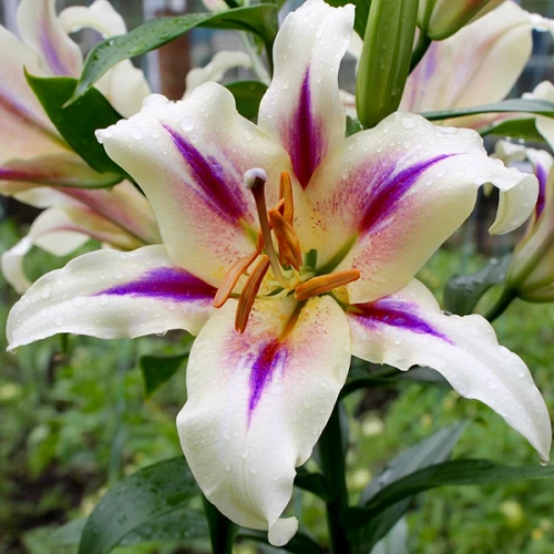 Лілія ОТ Nymph (18/20)