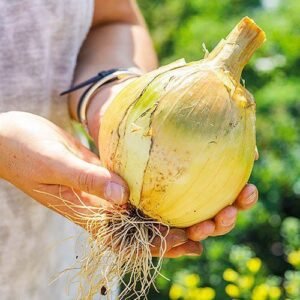 Цибуля Ексібішен (насіння)