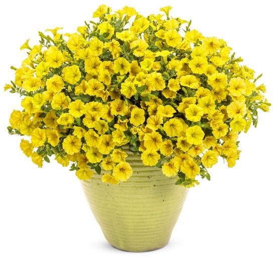 Мini Vista Yellow ( Мвж)