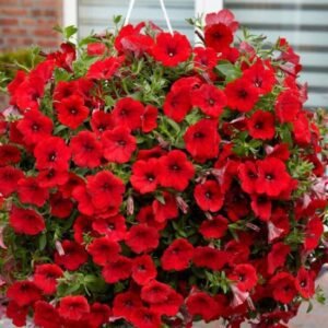 Opera Supreme Red (Oч) Opera Supreme Red (Oч)