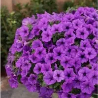 Мini Vista Blue Violet ( Мвс)