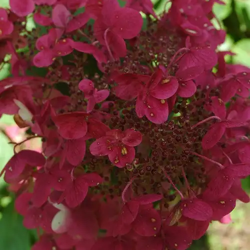 Гортензія волот Wim`s Red