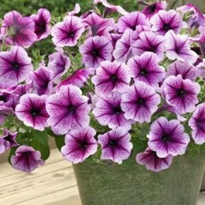 Opera Supreme Purple Vein ( Опв)