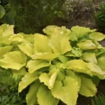 Хоста Coast to Coast Хоста Coast to Coast