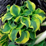 Хоста School Mouse Хоста School Mouse