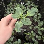 Хоста Waterslide (стакан Р9) Хоста Waterslide (стакан Р9)