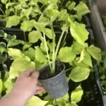 Хоста Coast to Coast Хоста Coast to Coast