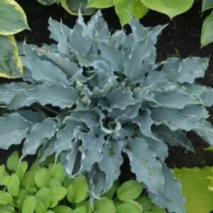 Хоста Waterslide (стакан Р9) Хоста Waterslide (стакан Р9)