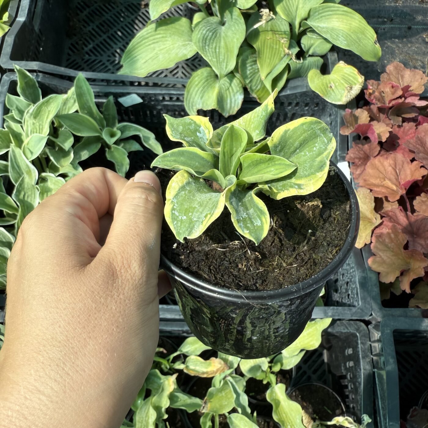 Хоста School Mouse Хоста School Mouse