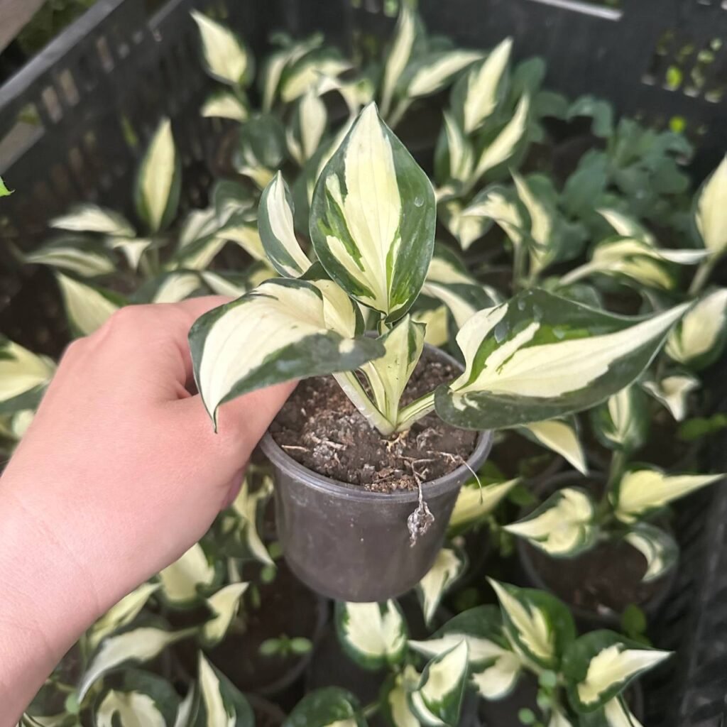 Хоста Fire and Ice (стакан Р9) Хоста Fire and Ice (стакан Р9)