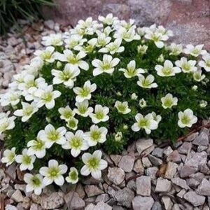 Ломикамінь White Star