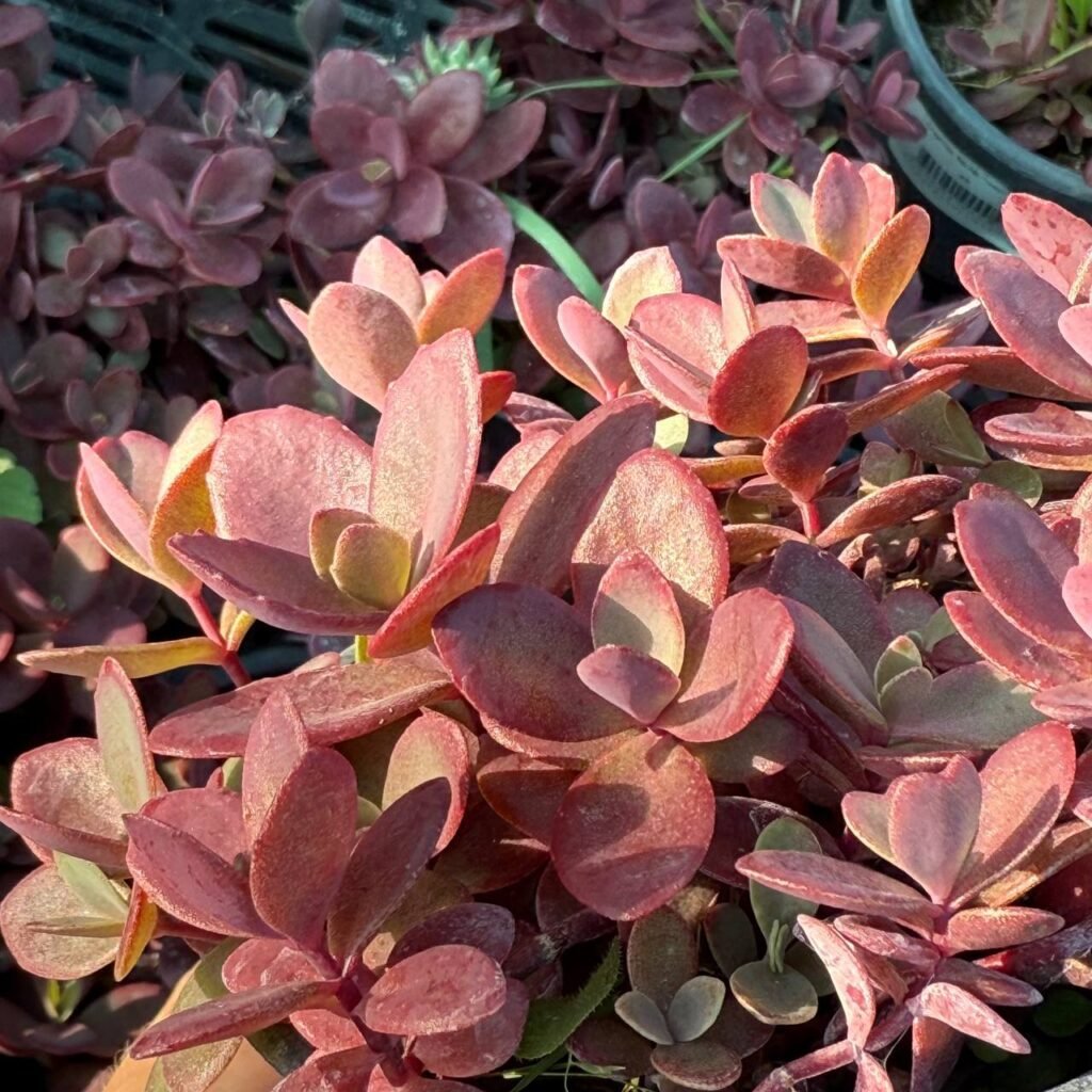 Седум Cherry Tart (очиток Чері Тарт)