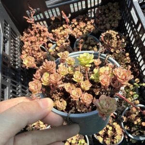 Седум Глаукофілум (Glaucophyllum)
