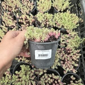 Седум Мексиканський Седум Мексиканський