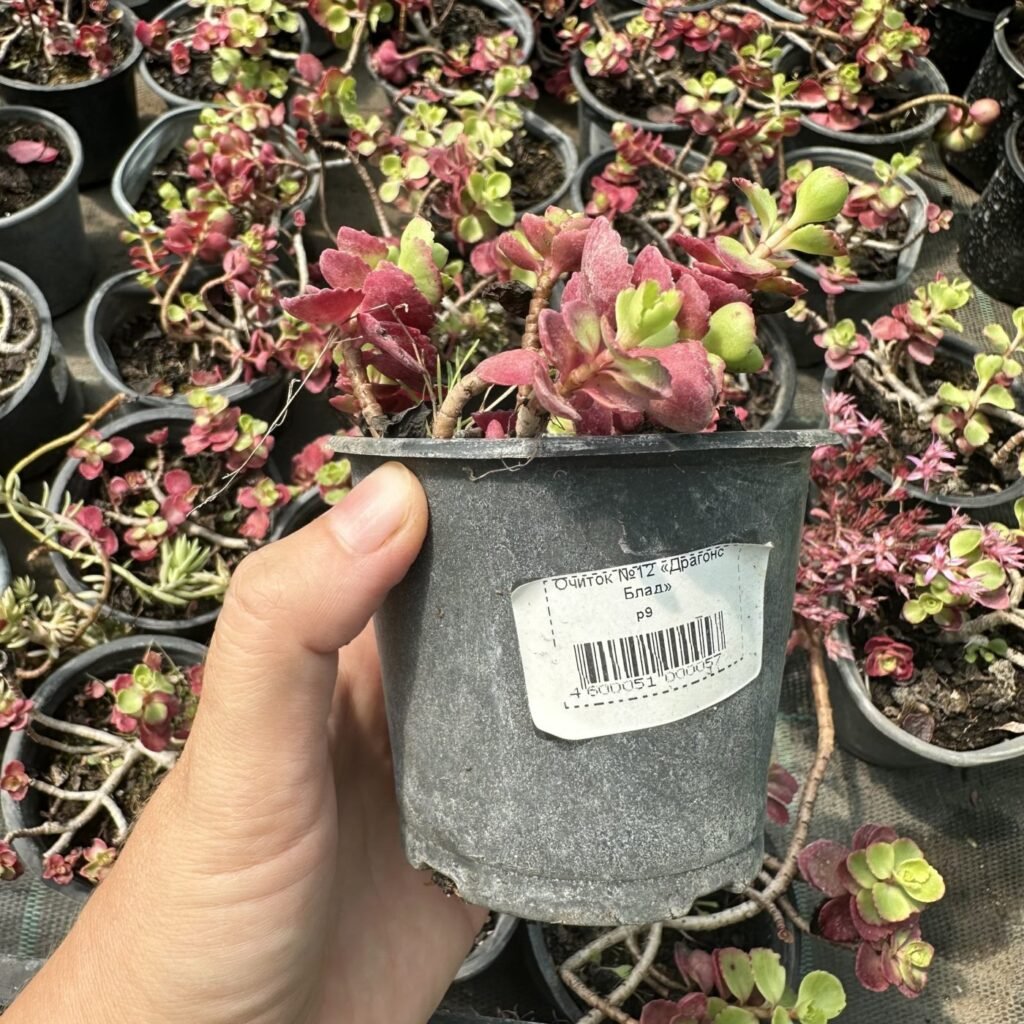 Седум Dragons Blood (Драгонз Блад)