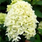 Гортензія волот Скайфол