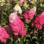 Гортензія волот Фрайз мельба