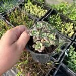 Седум Purpureum