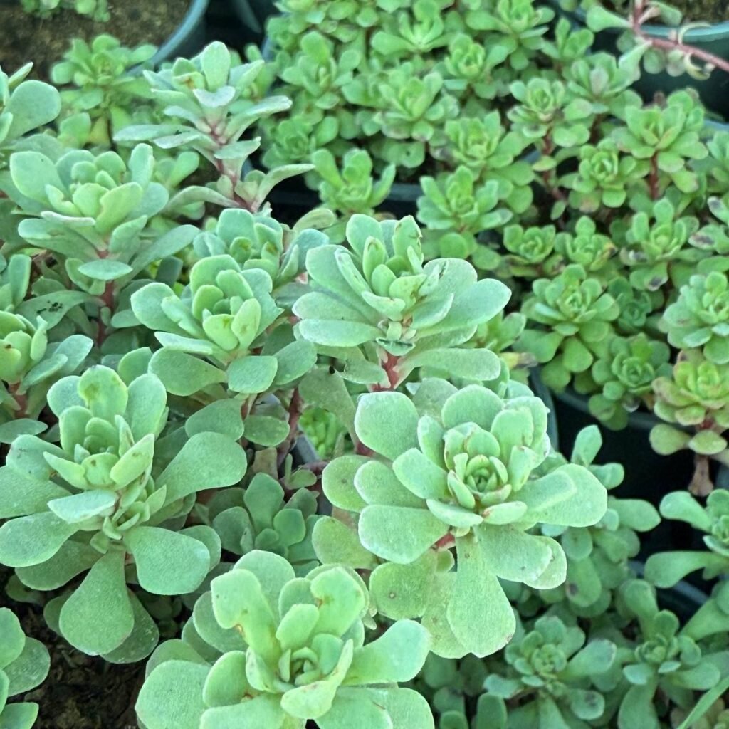 Седум Глаукофілум (Glaucophyllum)