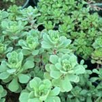 Седум Глаукофілум (Glaucophyllum) Седум Глаукофілум (Glaucophyllum)