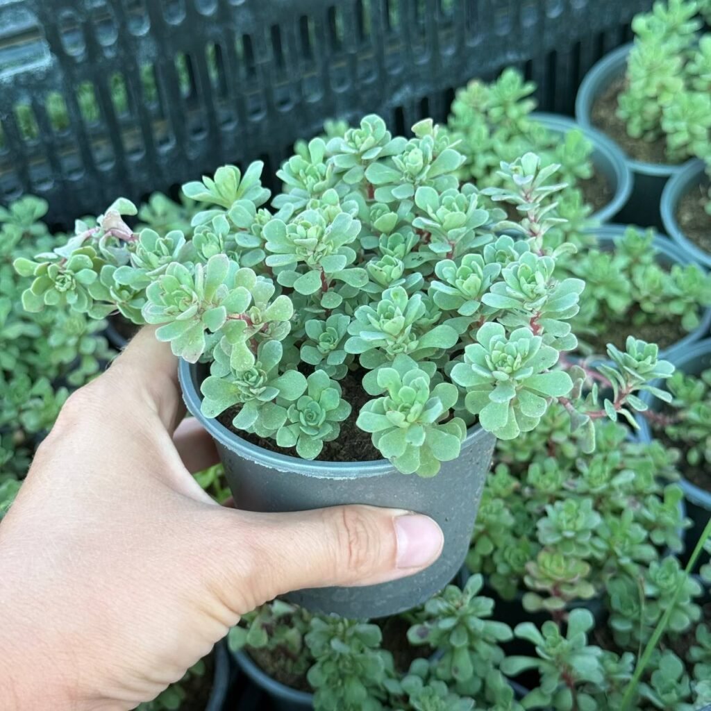 Седум Глаукофілум (Glaucophyllum)