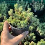 Седум Нанум