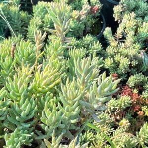 Седум Нанум